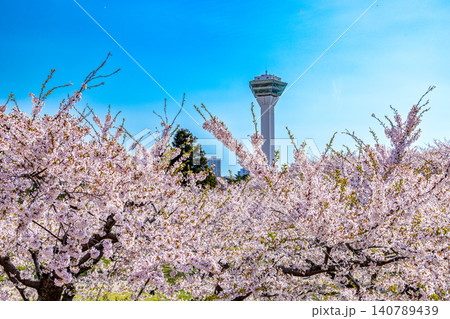 五稜郭の桜 (4月　桜　晴れ) 140789439