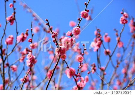 綺麗　梅の花　林州 140789554