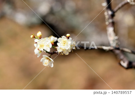 爽やか 白梅の花 一重緑咢 爽やか 白梅の花 一重緑咢 140789557