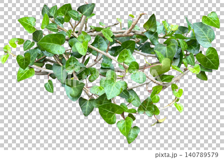 A cutout of ivy with intricately shaped vines (transparent background). 140789579