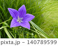 梅雨時期の庭に凛とした青紫色が際立つ桔梗の花 140789599