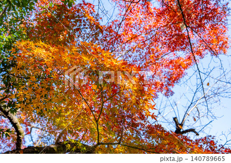 久伊豆神社の紅葉(埼玉県越谷市/11月) 久伊豆神社の紅葉(埼玉県越谷市/11月) 140789665