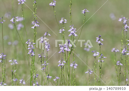 紫の小さな花 ゴマノハグサ科マツバウンラン 紫の小さな花 ゴマノハグサ科マツバウンラン 140789910