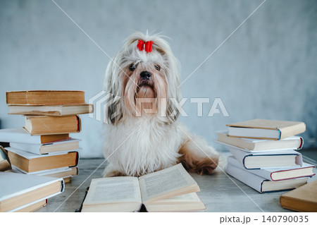 Clever shih tzu dog among books Clever shih tzu dog among books 140790035