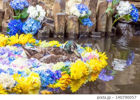 池に浮かぶ紫陽花とカモ 140790057