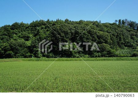 青空と豊かな緑が広がる夏の里山と田んぼ 青空と豊かな緑が広がる夏の里山と田んぼ 140790063