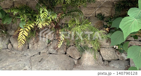 石垣に生えるシダ植物 140790128