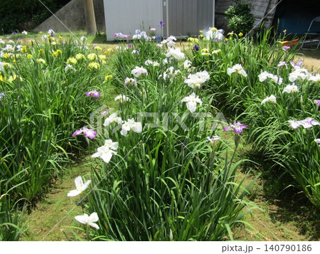 潮来あやめ祭りの花菖蒲 潮来あやめ祭りの花菖蒲 140790186
