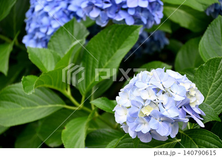 紫陽花の花 紫陽花の花 140790615