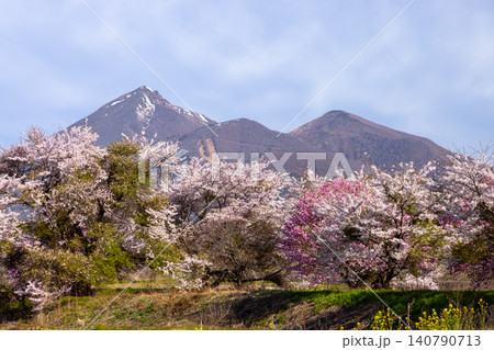 福島県耶麻郡猪苗代町関都 小川沿いのソメイヨシノやヤエザクラの桜並木と磐梯山の景色 福島県耶麻郡猪苗代町関都 小川沿いのソメイヨシノやヤエザクラの桜並木と磐梯山の景色 140790713
