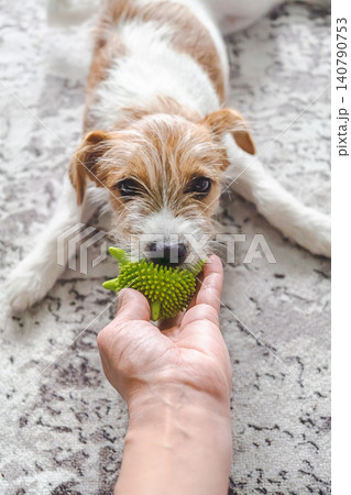Woman hand playing with cute terrier dog holding green rubber toy. Woman hand playing with cute terrier dog holding green rubber toy. 140790753
