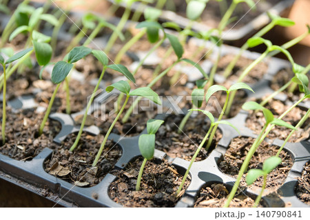Small young plant seedlings growing in fertile soil inside a seedling starter tray. Organic farming and cultivation concept. Small young plant seedlings growing in fertile soil inside a seedling starter tray. Organic farming and cultivation concept. 140790841