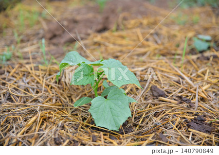 Young green cucumber plant seedling growing in fertile soil covered with dry straw mulch in the garden bed, sustainable agriculture and organic farming concept. Young green cucumber plant seedling growing in fertile soil covered with dry straw mulch in the garden bed, sustainable agriculture and organic farming concept. 140790849
