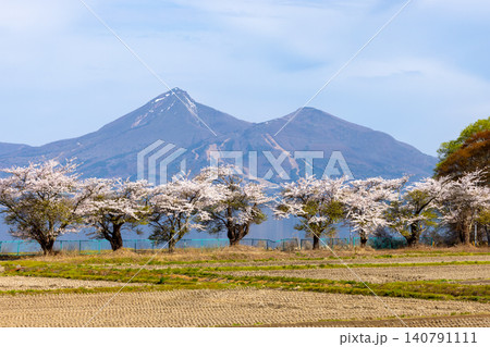 福島県郡山市湖南町浜路　湖岸道路の満開のソメイヨシノ桜並木と猪苗代湖越しの磐梯山 140791111
