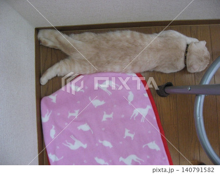 うつ伏せで眠る猫 140791582