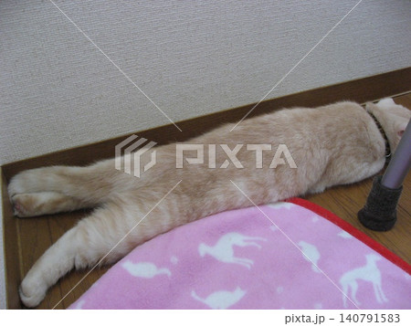 伸びて眠る猫 伸びて眠る猫 140791583