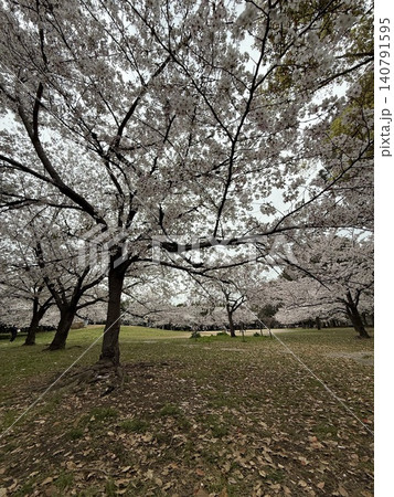 桜満開 桜満開 140791595