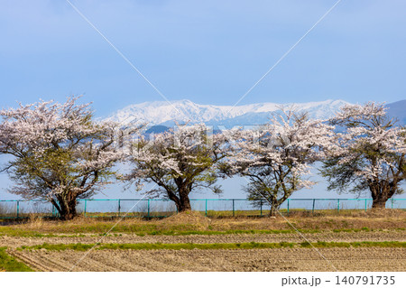 福島県郡山市湖南町浜路　湖岸道路の満開の桜並木と猪苗代湖越しの残雪の飯豊連峰 140791735