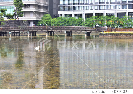 雨の日に和田倉濠を泳ぐ白鳥 雨の日に和田倉濠を泳ぐ白鳥 140791822