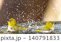 朝日に輝く水しぶきの中で水浴びをする2羽のメジロ 140791833