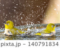 広いコピースペースと水しぶきの中で水浴びをするメジロのペア 140791834