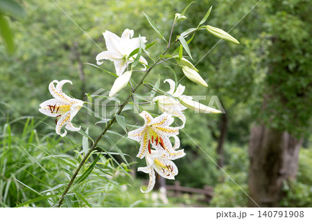 夏の森に咲く山百合 夏の森に咲く山百合 140791908