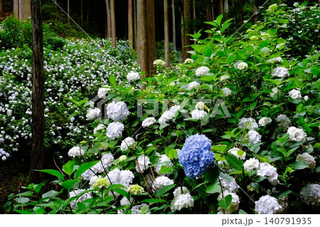 東京あきる野市の紫陽花の名所あじさい山の景観 東京あきる野市の紫陽花の名所あじさい山の景観 140791935