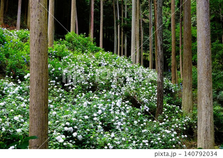 東京あきる野市の紫陽花の名所あじさい山の景観 140792034