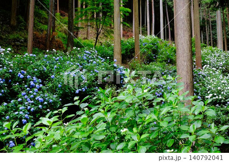 東京あきる野市の紫陽花の名所あじさい山の景観 140792041