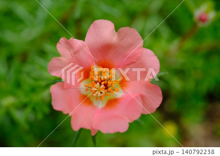 pink flower in the garden pink flower in the garden 140792238