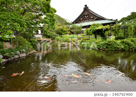 藤沢遊行寺の池で元気に泳ぐ緋鯉たち 藤沢遊行寺の池で元気に泳ぐ緋鯉たち 140792400