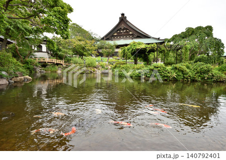 藤沢遊行寺の池で元気に泳ぐ緋鯉たち 藤沢遊行寺の池で元気に泳ぐ緋鯉たち 140792401
