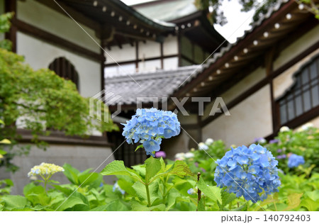 藤沢遊行寺に咲くアジサイ 藤沢遊行寺に咲くアジサイ 140792403