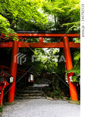 貴船神社の参道、鳥居と青もみじの共演 140792519