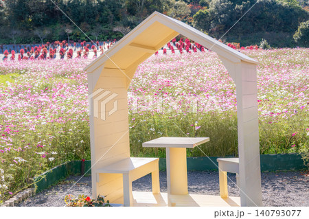三重県 志摩市 志摩市観光農園 一面に咲き誇るコスモス畑と白い小屋のフォトスポット 秋のイメージ 三重県 志摩市 志摩市観光農園 一面に咲き誇るコスモス畑と白い小屋のフォトスポット 秋のイメージ 140793077