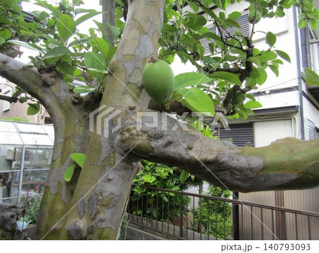 秋には黄色く色付く我が家の花梨 秋には黄色く色付く我が家の花梨 140793093