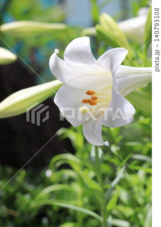 白いユリの花 アップ 白いユリの花 アップ 140793108