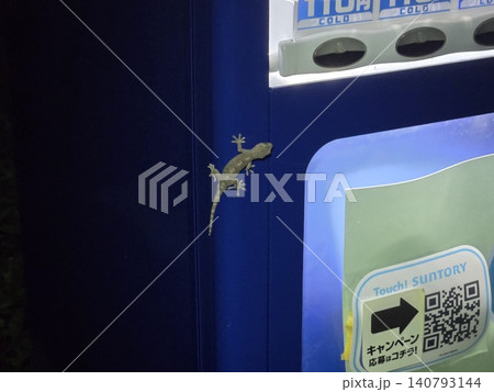 夜の自動販売機の明かりのそば(側面の青い筐体)に張り付くニホンヤモリ 夜の自動販売機の明かりのそば(側面の青い筐体)に張り付くニホンヤモリ 140793144