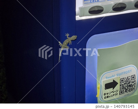 自販機の照明にやってきたヤモリ 都会の野生生物と夜の日常風景 自販機の照明にやってきたヤモリ 都会の野生生物と夜の日常風景 140793145