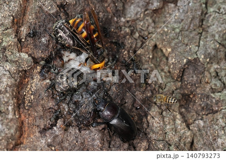 生き物 クヌギに群がる昆虫。コガタスズメバチ、ノコギリクワガタ、シロテンハナムグリ、二ホンミツバチ等 生き物 クヌギに群がる昆虫。コガタスズメバチ、ノコギリクワガタ、シロテンハナムグリ、二ホンミツバチ等 140793273