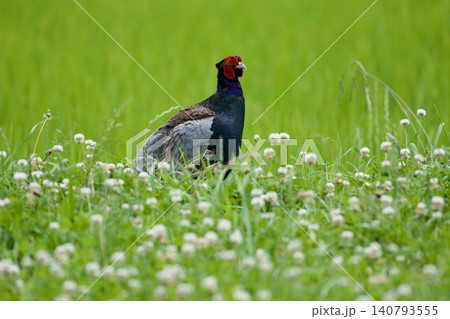 キジ pheasant / Japan 140793555