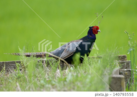 キジ pheasant / Japan キジ pheasant / Japan 140793558