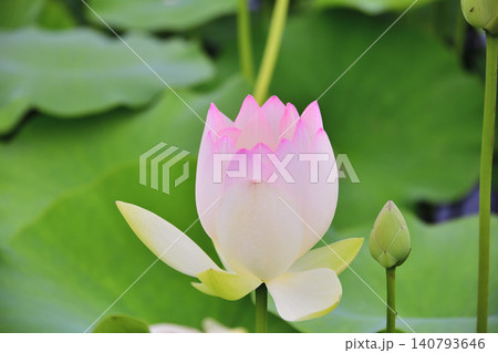 山野草花 140793646