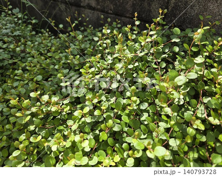 ワイヤープランツの茂みに隠れるニホンカナヘビの赤ちゃん 自然の風景 ワイヤープランツの茂みに隠れるニホンカナヘビの赤ちゃん 自然の風景 140793728