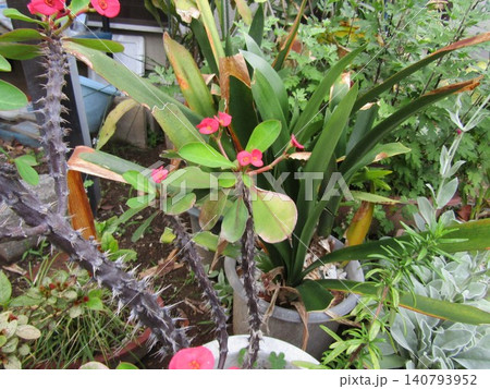 我が家ので育成中の赤い花はハナキリンの花 我が家ので育成中の赤い花はハナキリンの花 140793952
