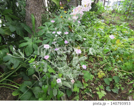 フランネル草の白い花 フランネル草の白い花 140793953