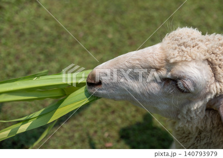 Close up photo of a sheep eating fresh green grass in a grassy field 140793979