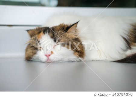 Fluffy white cat lying on the floor with cute pose. Mixed breed cat between Maine Coon and Scottish Fold. Fluffy white cat lying on the floor with cute pose. Mixed breed cat between Maine Coon and Scottish Fold. 140794076