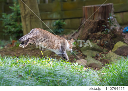 ダイナミックにジャンプする野良猫 ダイナミックにジャンプする野良猫 140794425
