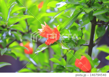 オレンジ色のザクロの花   140794540